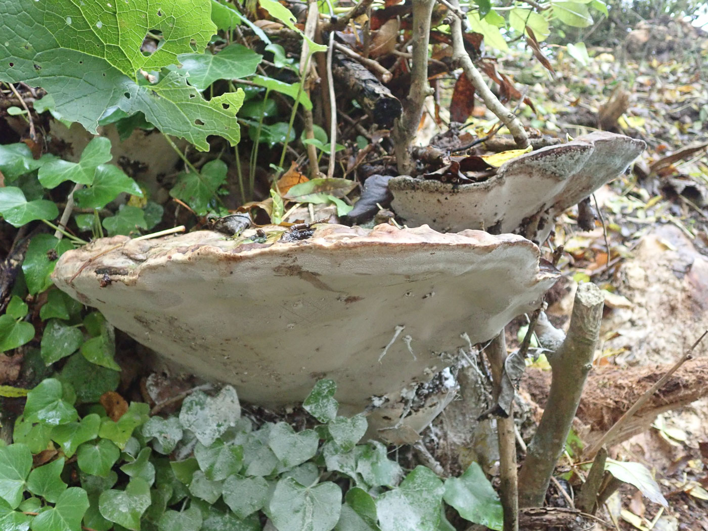 Photo © Mick Jones Perenniporia fraxinea by Mick Jones